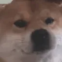dogesad
