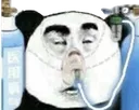 panda_aids