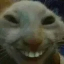 CatSmile