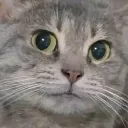 catconcerned