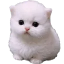chudpert