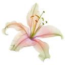 z31323132 custom emote - Lemniscate Network