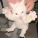 catjumpscare