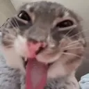 rigby