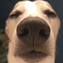 beanstare