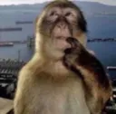 monkeyhuh monkeyhuh