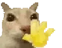 hi