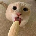 lickyDWD