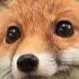 FD_Fox_Stare