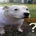 :whutf: