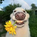 hlywd_doge