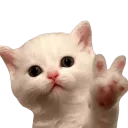 kitten_peace