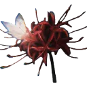 spiderlily