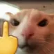 catmiddlefinger