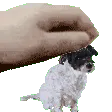 stellapetpet