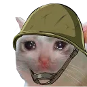 01_GZW_Sadcat 01_GZW_Sadcat