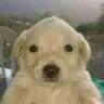 dog dog