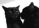 Catkisses