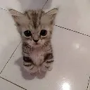 cutecat3