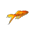 goldfish