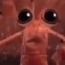 shrimp