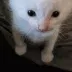 herbert