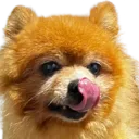 lick