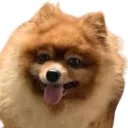 superyay