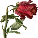wilted_rose