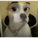 aero_dogimagewitheyes