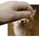 FD_PatTheFoz