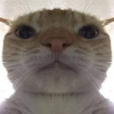 kittystare Discord sticker | Just Cum