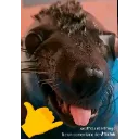 Hehe