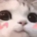 blushhykitty