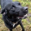 happydays