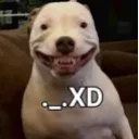 xd_dog