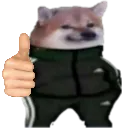 Sun_PiolaDog