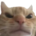 gato_nojao