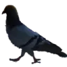 pigeon