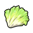 lettuce