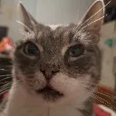 appalled_kitty