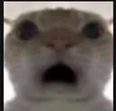 cat_ohwow