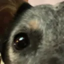 dog_heavy_stare