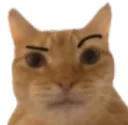 ACatsEyebrowRaise