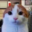 Cat with a wide, flat head and large, dark, unblinking eyes staring directly forward.