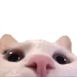 catLurk