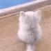 tailwag
