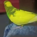 chillingbird