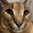 floppa