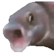 pogfish